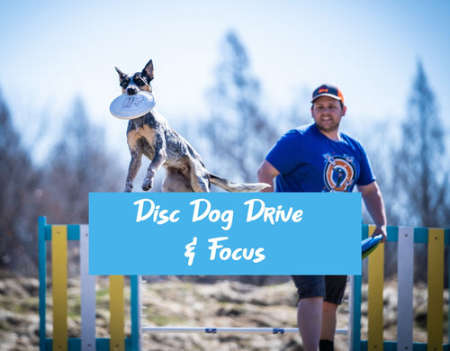 Disc Dog Drive & Focus Online Course