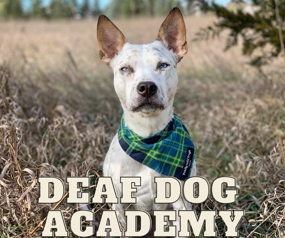 Deaf Dog Academy