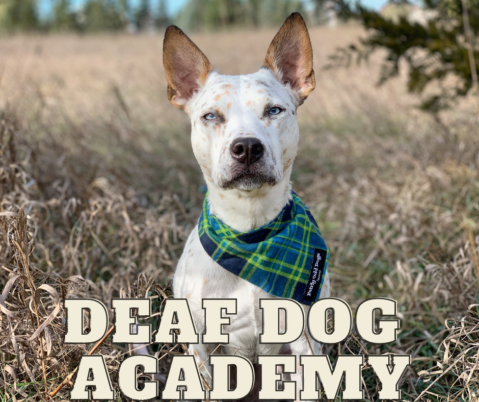 Academy dog online shock collar