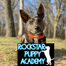 Load image into Gallery viewer, ROCKSTAR PUPPY ACADEMY