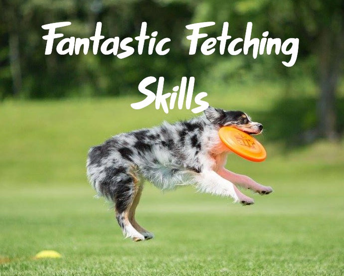 Fantastic Fetching Skills Online Course